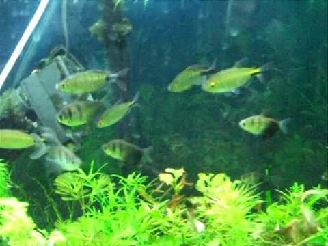 African Longfinned Tetra--Brycinus longipinnis