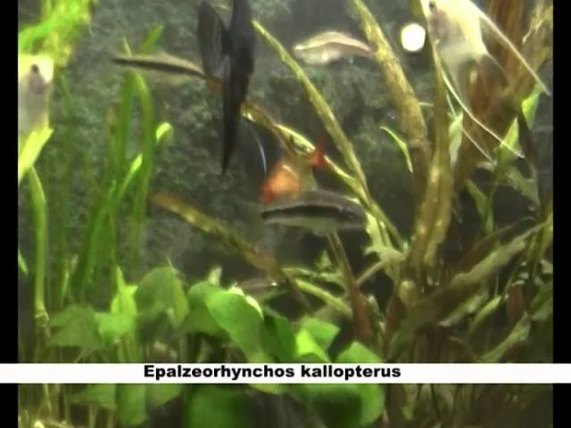 Epalzeorhynchos kallopterus