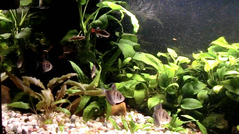 MONJITA O TETRA NEGRO