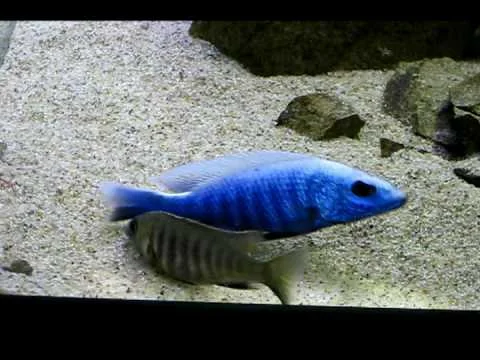 Sciaenochromis Fryeri Spawning 14-03-2010