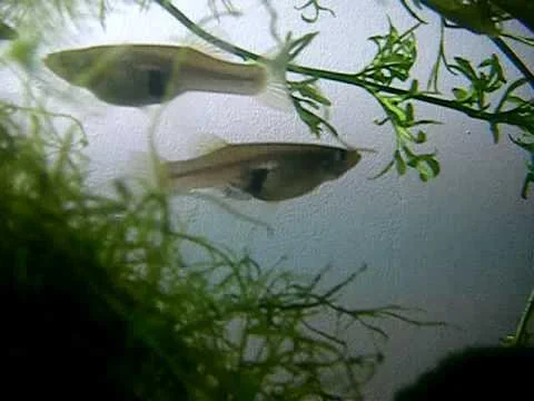 gambusia affinis femelle qui va accoucher