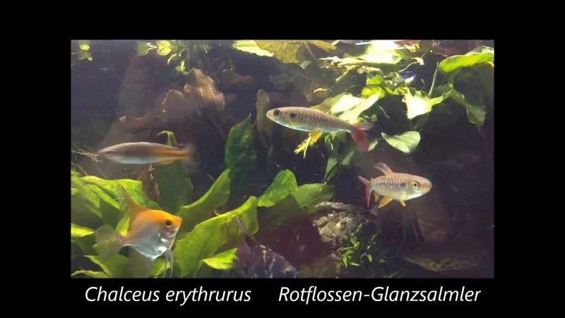 Chalceus erythrurus - Rotflossen-Glanzsalmler beim Insekten fressen