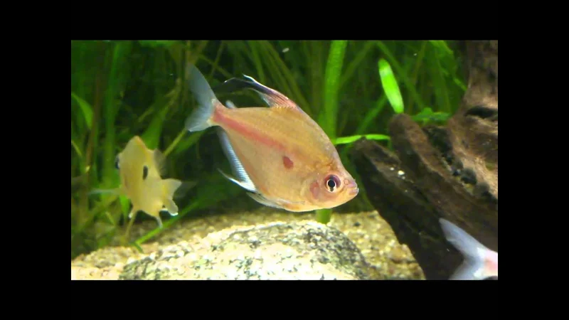 Hyphessobrycon erythrostigma 2011-04-14