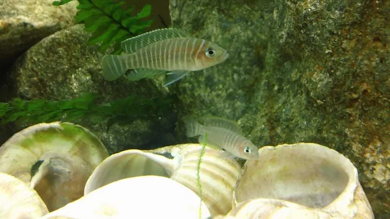 New Neolamprologus Similis!