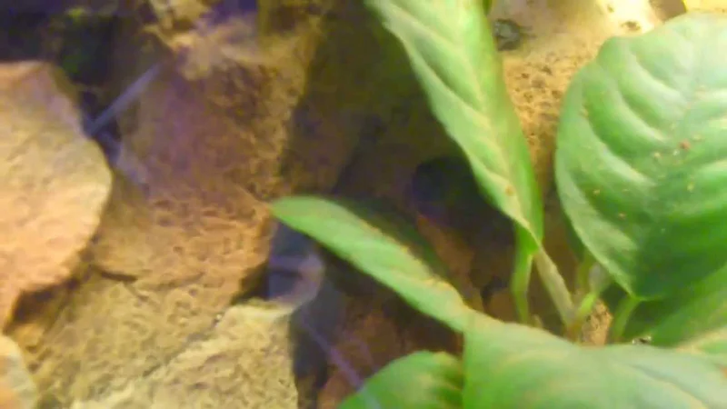 My new MicroCtenopoma Ansorgii male and female