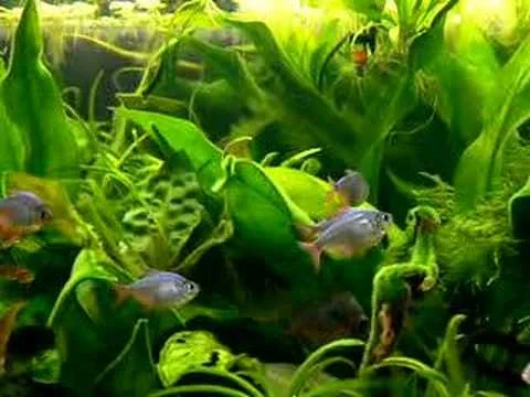 Hyphessobrycon columbianus