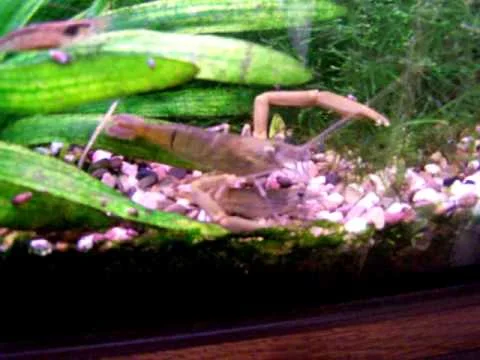 Macrobrachium sp courtship
