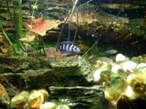 Neolamprologus tretocephalus and Lamprologus multifasciatus tank