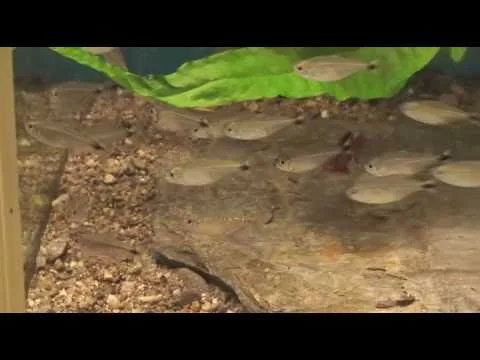 Hemigrammus marginatus