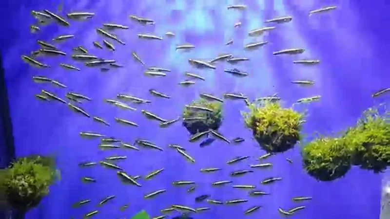Черный неон (Hyphessobrycon herbertaxelrodi)