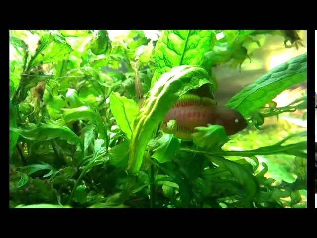 Peacock Goby - Peacock Gudgeon - Eye-spot Sleeper