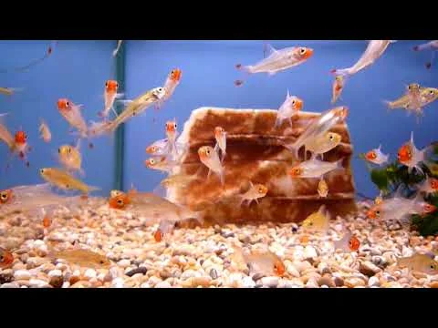Sawbwa Barb @ Sweet Knowle Aquatics