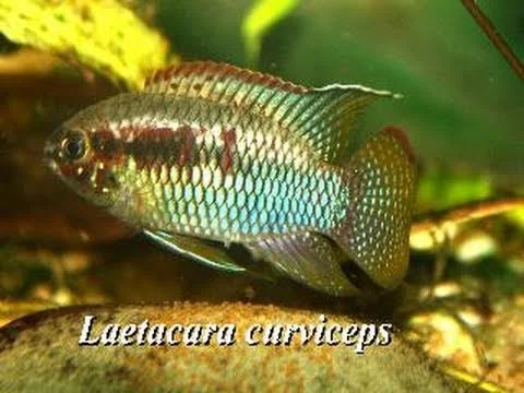 Der Tüpfelbuntbarsch Laetacara curviceps