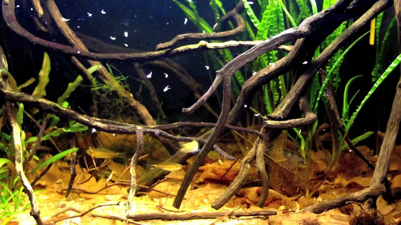Feeding time with frozen brine shrimp