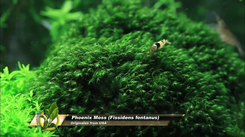 Phoenix Moss - Fissidens fontanus