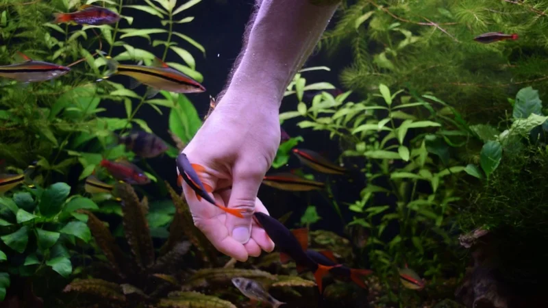 Labeo frenatus and garra flavatra planted tank in Latvia