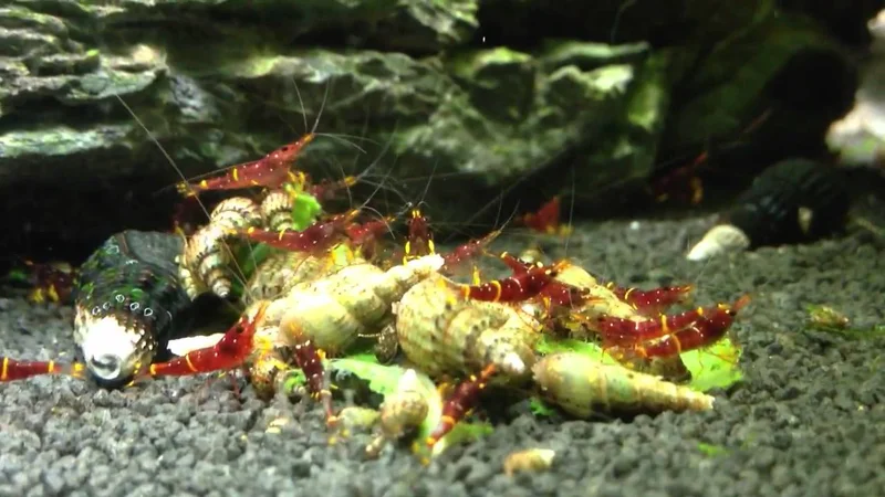 Caridina cf spinata - deutsche Nachzuchten