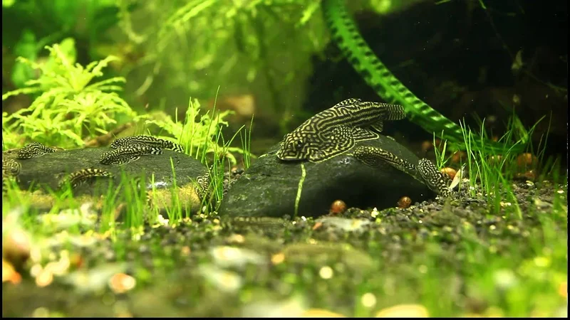 Sewellia lineolata