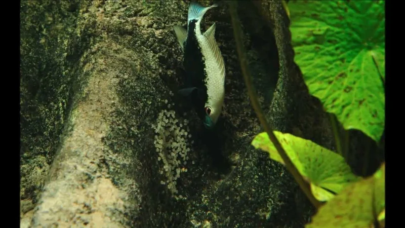 Herichthys bartoni (Pair bonding and Spawning)