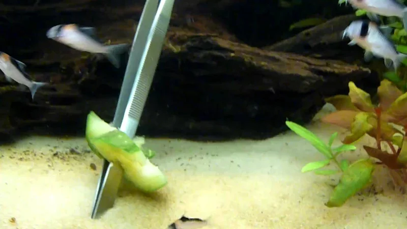 CORYDORAS DUPLICAREUS