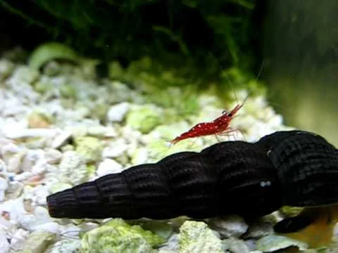 Cardinal shrimp ridings on orange elephant snail