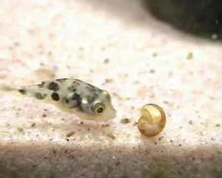 My Dwarf Puffers