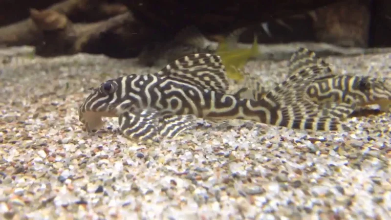 Hypancistrus sp. L066 "King Tiger Pleco"