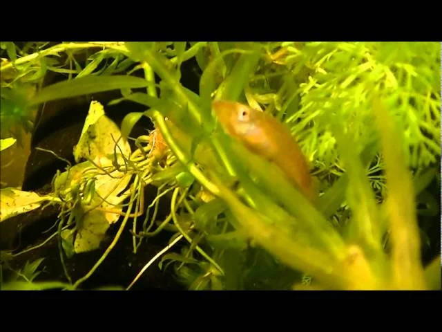 Aplocheilus blockii Alappuzha