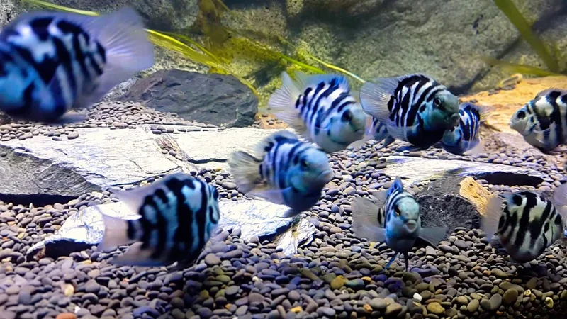 Polar  Blue Parrot Fish