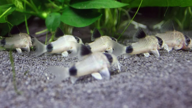 Panda Corys First Video