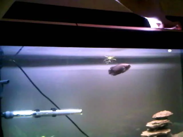 Evil fish feeding time