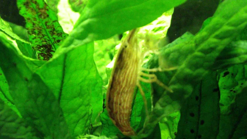 55G: Bamboo Shrimp