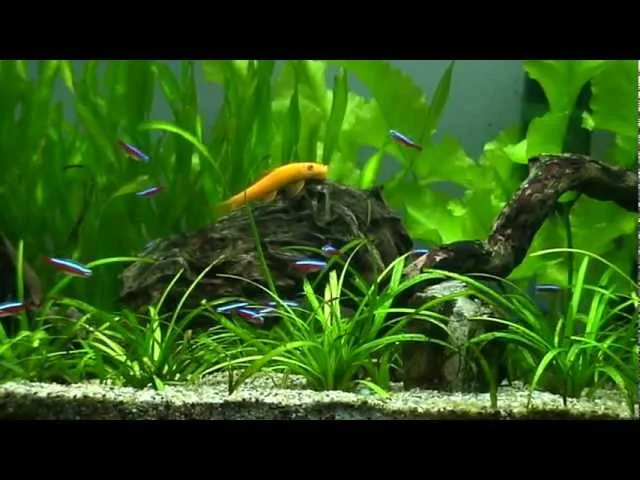 Red Tail Shark vs Algae eater