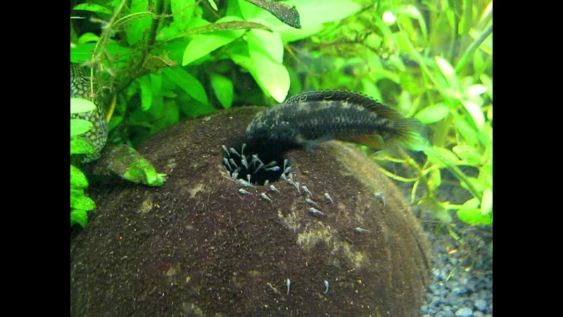 Hembra de Nannacara anomala cuidando a alevines