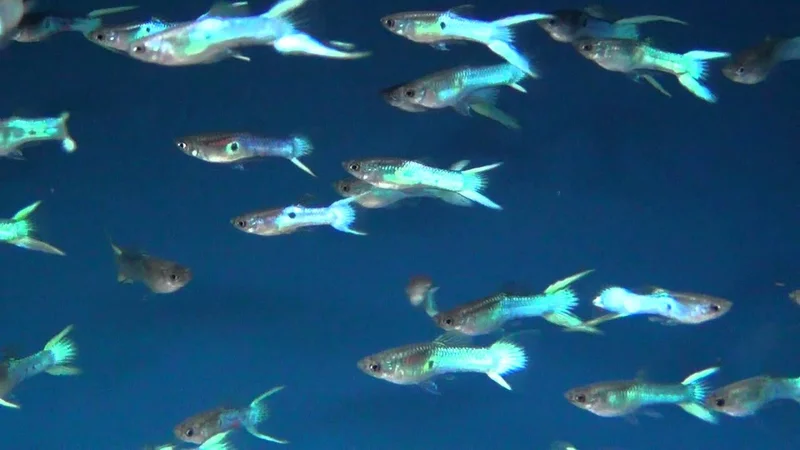 15 lot powder blue endlers tropical fish