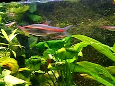 Hemigrammus erythrozonus - (Characidae) - Néon Rose