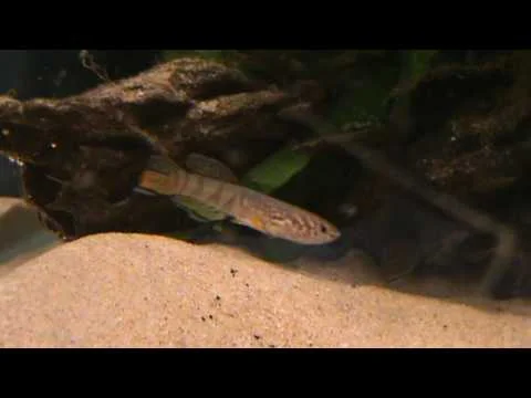 Aphyosemion Sjoestedti ( Blue Gularis ) killifish at Tyne Valley Aquatics