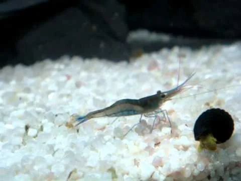Caridina Caerulea