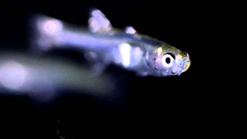 Gobiopterus chuno - Sumatran Glass Goby