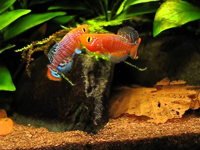Nothobranchius rachovii Kampf / fight 2/2