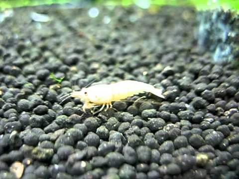 Golden crystal (Caridina cantonensis sp. "Golden Bee") shrimp