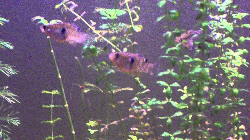 Flagfish and least killifish