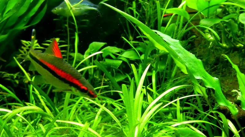 Roseline Torpedo Barb's