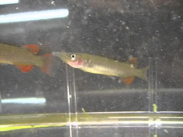 Celebes Halfbeak (Nomorhamphus liemi)