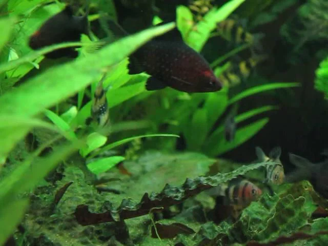 Black ruby barbs (Pethia nigrofasciata)