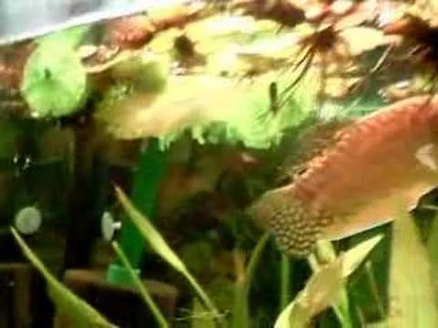 48 Hours After Gold Gourami Spawning