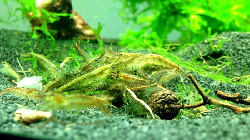 Neocaridina heteropoda