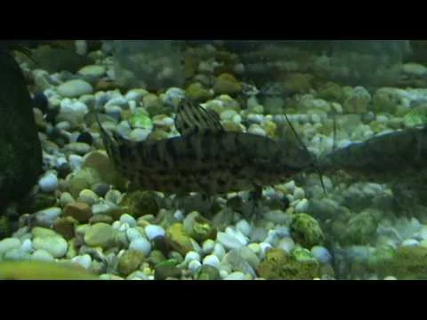 Hoplosternum Thoracatum at Tyne Valley Aquatics near Newcastle