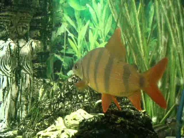 Tiger Fishy the Distichodus Sexfasciatus