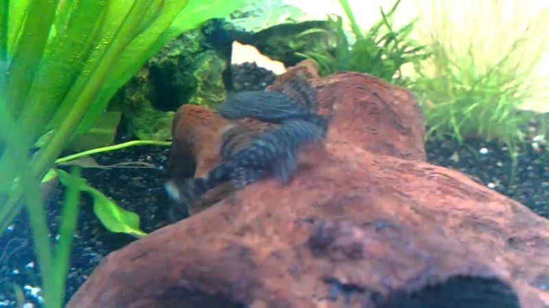 ancistrus leucostictus playing or fighting ?
